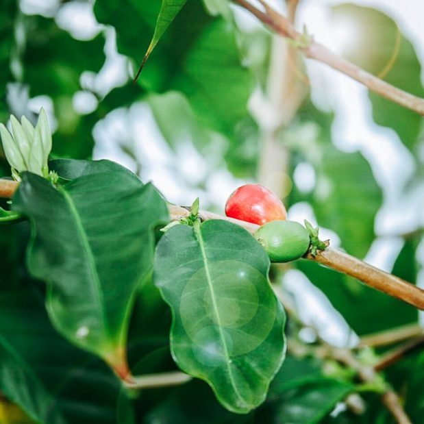 Kona Coffee Cherry